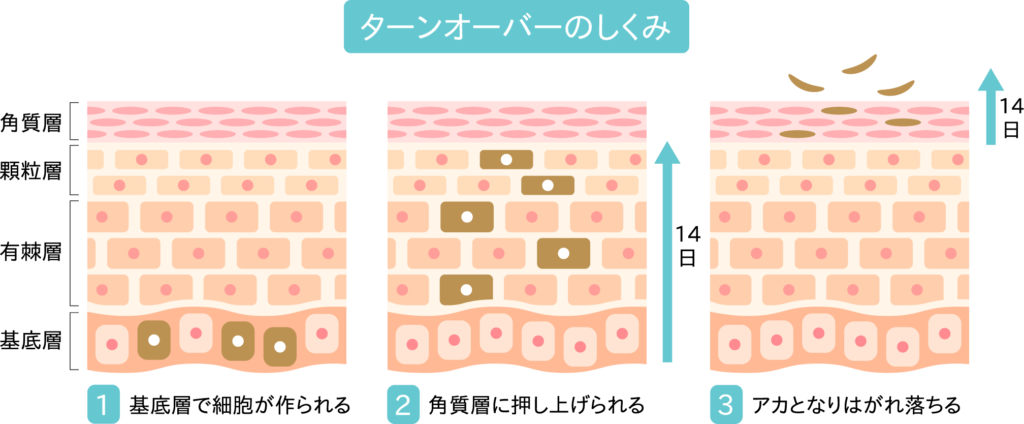 ターンオーバーの仕組み